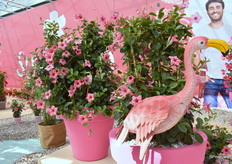 De Flamingo Rose uit de Sundaville line. Makkelijk te telen en heeft een aantrekkelijke retro uitstraling.